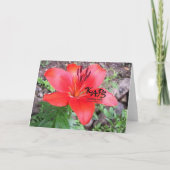 Red Lilie 1 Karte (Rückseite)