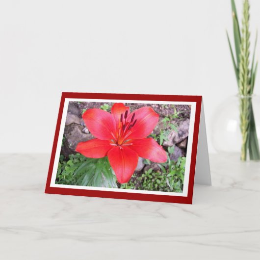 Red Lilie 2 Karte (Vorderseite)