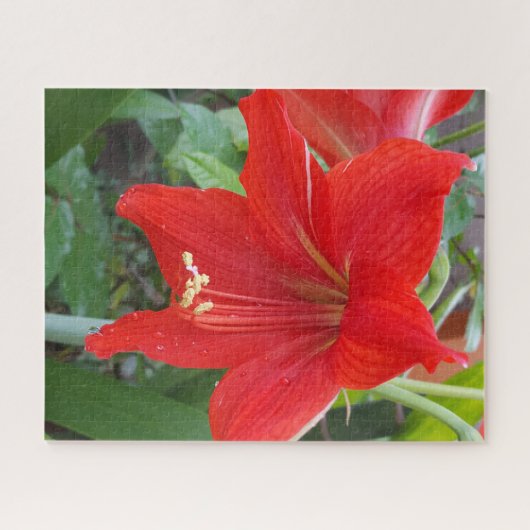 Red Lilly Blume Puzzle (Horizontal)