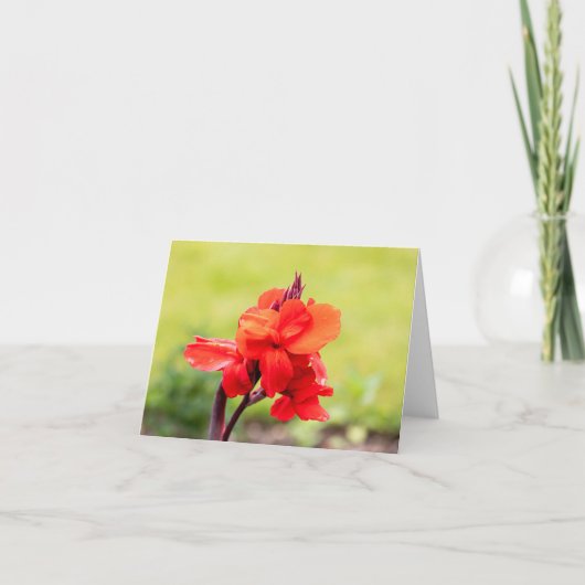 Red Lily (Vorderseite)