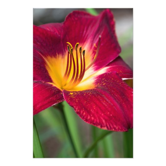 Red Lily Blume Fotodruck (Vorne)
