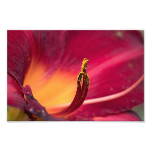 Red Lily Blume Macro Fotodruck (Vorne)