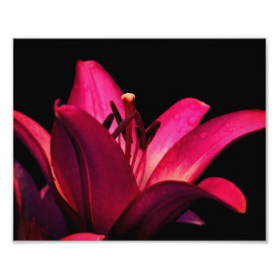 Red Lily Blume Nah bis 8x10 Fotodruck