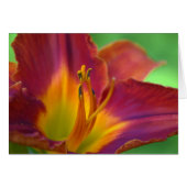 Red Lily Blume Nah Up Note Card (Vorderseite (Horizontal))