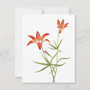 Red Lily Blume - Vintage botanische Kunstkarte