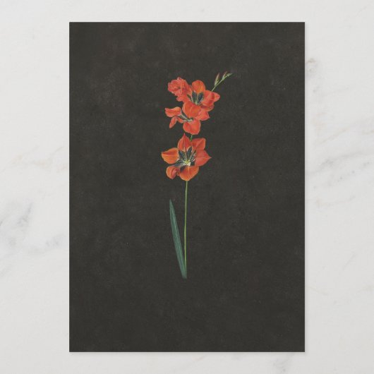 Red Lily Dutch Master Painting Programm (Rückseite)