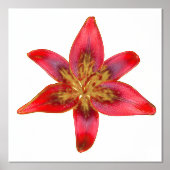 Red Lily - Lilium asiatic Foil Accent Print Poster (Vorderseite)