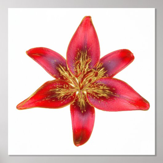 Red Lily - Lilium asiatic Foil Accent Print Poster (Vorderseite)