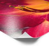 Red Lily Macro Blume Fotodruck (Ecke)