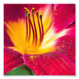 Red Lily Nah Macro Fotodruck