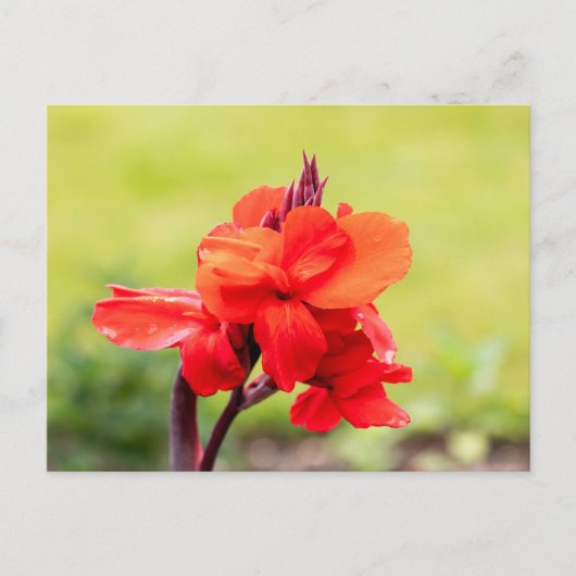 Red Lily Postkarte (Vorderseite)