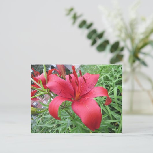 Red Lily Postkarte (Stehend Vorderseite)