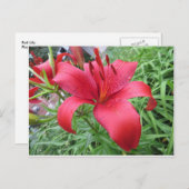 Red Lily Postkarte (Vorne/Hinten)
