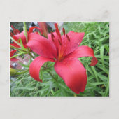 Red Lily Postkarte (Vorderseite)