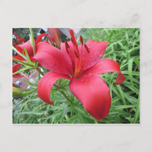 Red Lily Postkarte