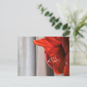 Red Lion Amaryllis Blume Foto Postkarte (Stehend Vorderseite)