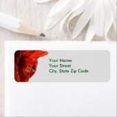 Red Lion Amaryllis Blume Weihnachtsadressen (Insitu)