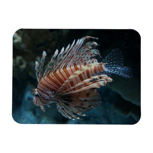 Red Lionfish Foto Magnet (Horizontal)