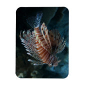 Red Lionfish Foto Magnet (Vertikal)