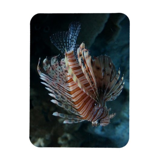 Red Lionfish Foto Magnet (Vertikal)