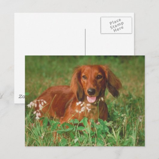 Red Long Hair Dackel Postkarte (Vorne/Hinten)
