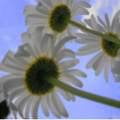 Red Long Stem Rose Schnapsglas