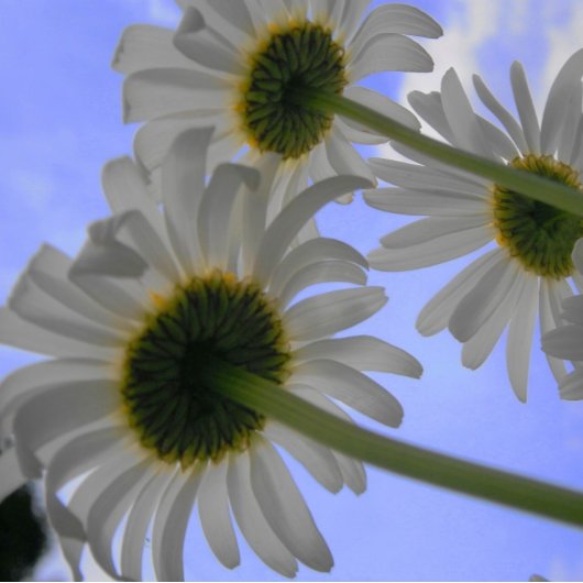 Red Long Stem Rose Schnapsglas