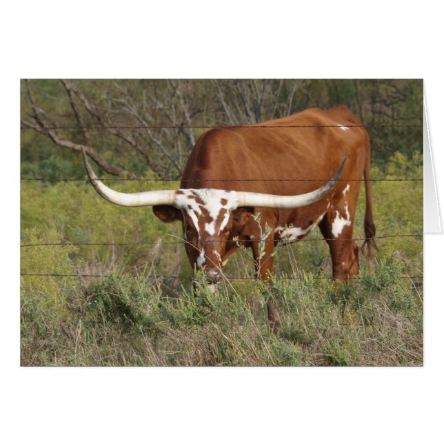 Red Longhorn Beauty Card (Vorderseite (Horizontal))