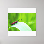 Red Longicorn Beetle and green background Leinwanddruck (Vorderseite)