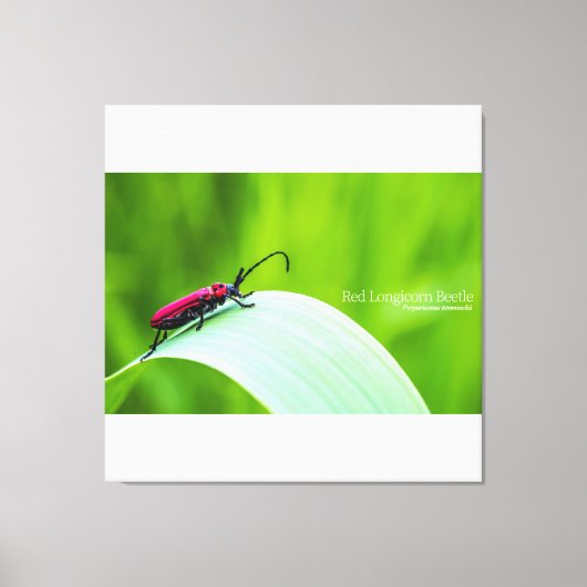 Red Longicorn Beetle and green background Leinwanddruck (Vorderseite)