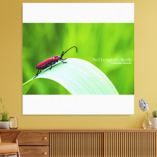 Red Longicorn Beetle and green background Leinwanddruck