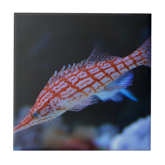 Red Longnose Hawkfish Fliese (Vorderseite)