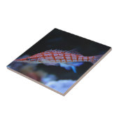 Red Longnose Hawkfish Fliese (Seite)