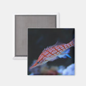 Red Longnose Hawkfish Magnet (Vorderseite/Rückseite)