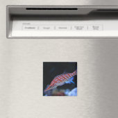 Red Longnose Hawkfish Magnet (In Situ (Geschirrspüler))