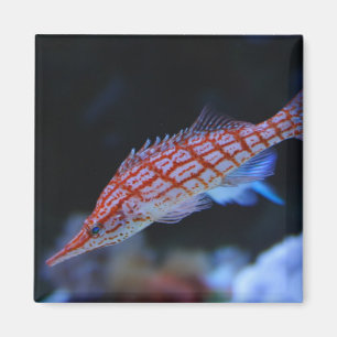 Red Longnose Hawkfish Magnet