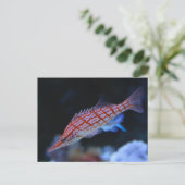 Red Longnose Hawkfish Postkarte (Stehend Vorderseite)