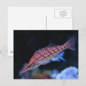 Red Longnose Hawkfish Postkarte (Vorne/Hinten)