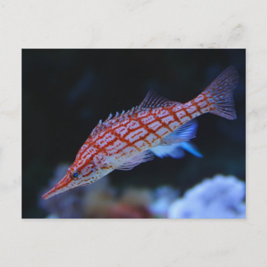 Red Longnose Hawkfish Postkarte (Vorderseite)