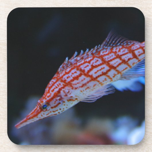 Red Longnose Hawkfish Untersetzer (Vorderseite)