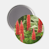 Red Lupin Blume Magnet (Vorderseite/Rückseite)