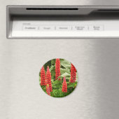 Red Lupin Blume Magnet (In Situ (Geschirrspüler))