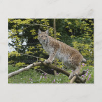 Red Lynx auf einer Baumzweigung