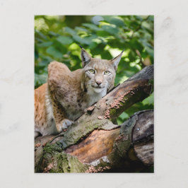 Red Lynx in Dschungel Postkarte