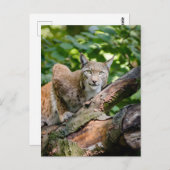 Red Lynx in Dschungel Postkarte (Vorne/Hinten)