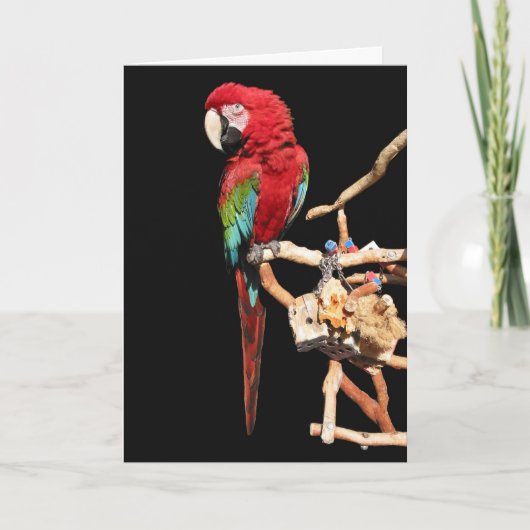 Red Macaw Card für jeden Fall Karte (Vorderseite)
