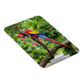 Red Macaw Flexible Magnet (Rechte Seite)