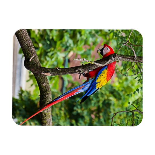 Red Macaw Flexible Magnet (Horizontal)