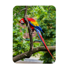 Red Macaw Flexible Magnet