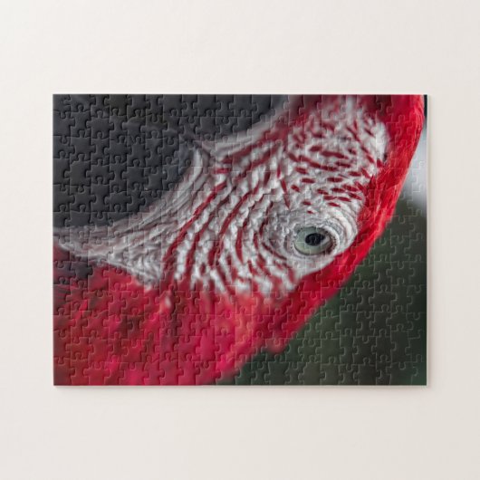 Red Macaw - HD-Foto-Puzzle Puzzle (Horizontal)